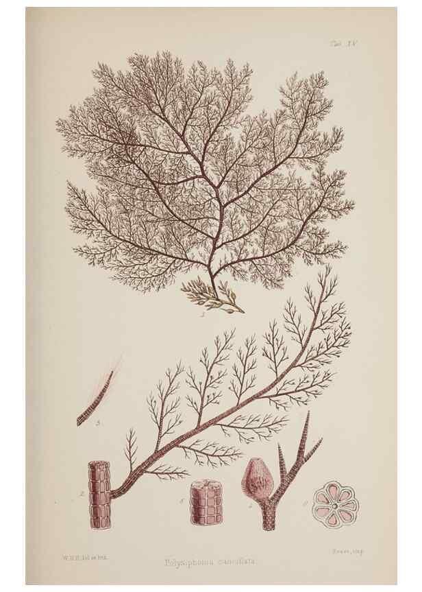 Reproducción/Reproduction 17832422031: Nereis australis, or Algae of the southern ocean :. London :Reeve Brothers,1847-1849.