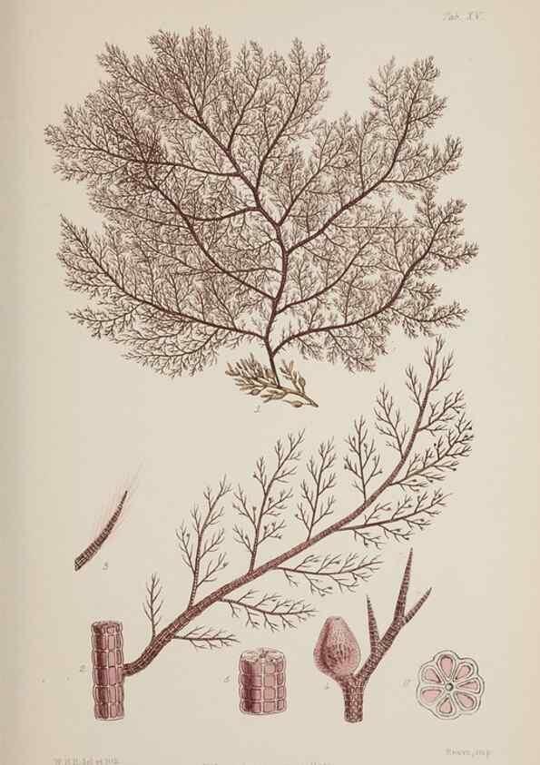 Reproducción/Reproduction 17832422031: Nereis australis, or Algae of the southern ocean :. London :Reeve Brothers,1847-1849.