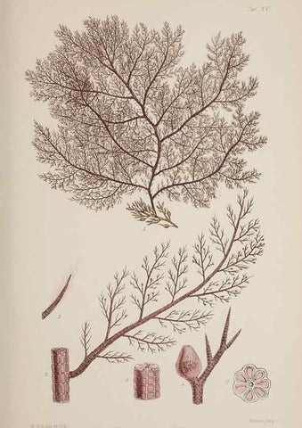 Reproducción/Reproduction 17832422031: Nereis australis, or Algae of the southern ocean :. London :Reeve Brothers,1847-1849.