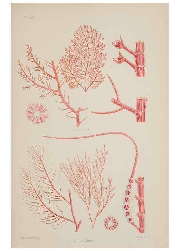 Reproducción/Reproduction 17211592323: Nereis australis, or Algae of the southern ocean :. London :Reeve Brothers,1847-1849.