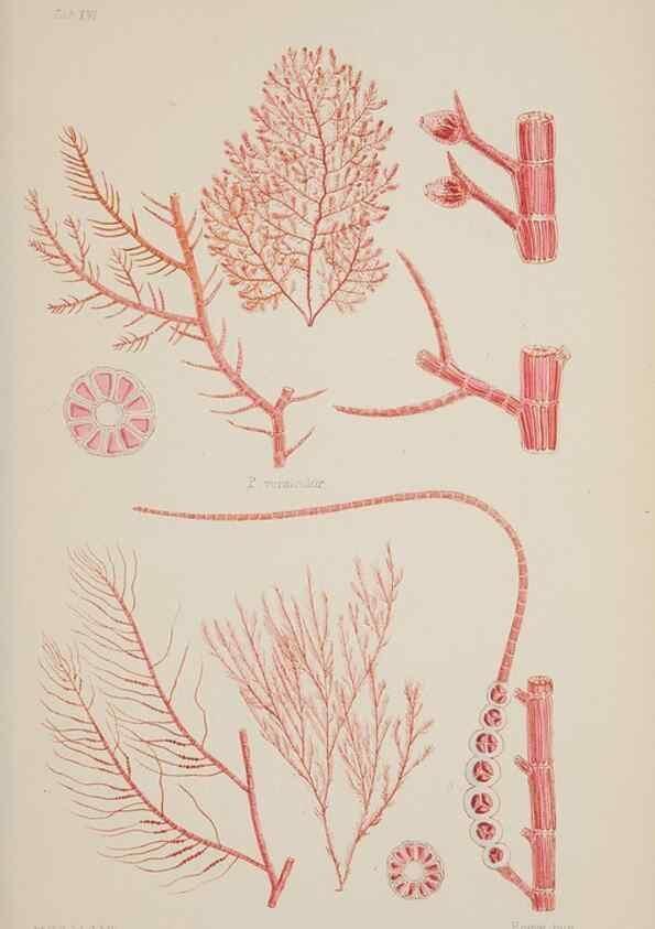 Reproducción/Reproduction 17211592323: Nereis australis, or Algae of the southern ocean :. London :Reeve Brothers,1847-1849.