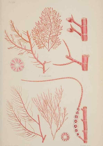 Reproducción/Reproduction 17211592323: Nereis australis, or Algae of the southern ocean :. London :Reeve Brothers,1847-1849.