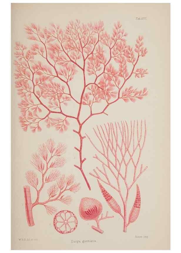 Reproducción/Reproduction 17211605763: Nereis australis, or Algae of the southern ocean :. London :Reeve Brothers,1847-1849.