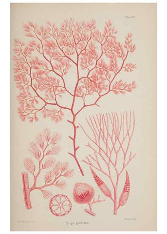 Reproducción/Reproduction 17211605763: Nereis australis, or Algae of the southern ocean :. London :Reeve Brothers,1847-1849.