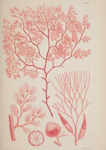Reproducción/Reproduction 17211605763: Nereis australis, or Algae of the southern ocean :. London :Reeve Brothers,1847-1849.