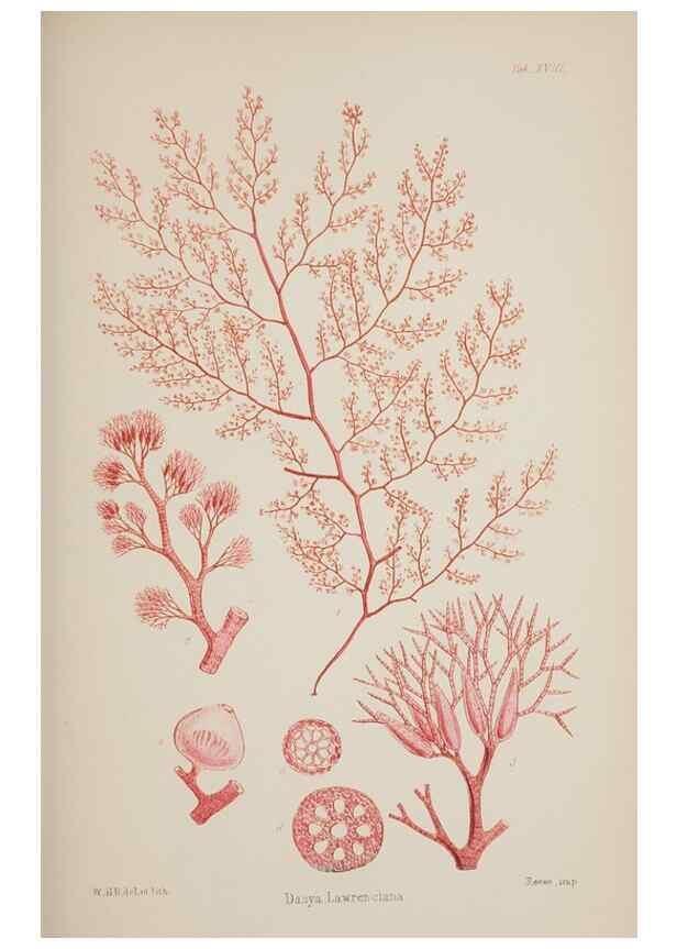 Reproducción/Reproduction 17644442980: Nereis australis, or Algae of the southern ocean :. London :Reeve Brothers,1847-1849.