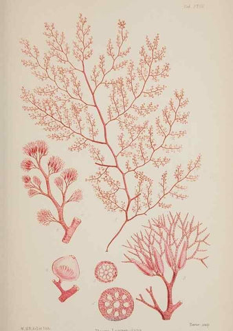 Reproducción/Reproduction 17644442980: Nereis australis, or Algae of the southern ocean :. London :Reeve Brothers,1847-1849.