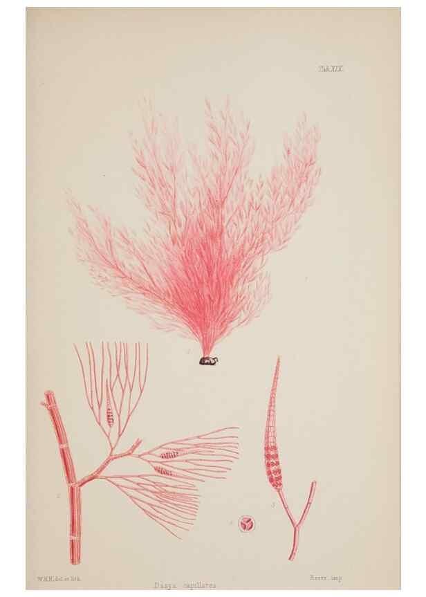 Reproducción/Reproduction 17832003285: Nereis australis, or Algae of the southern ocean :. London :Reeve Brothers,1847-1849.