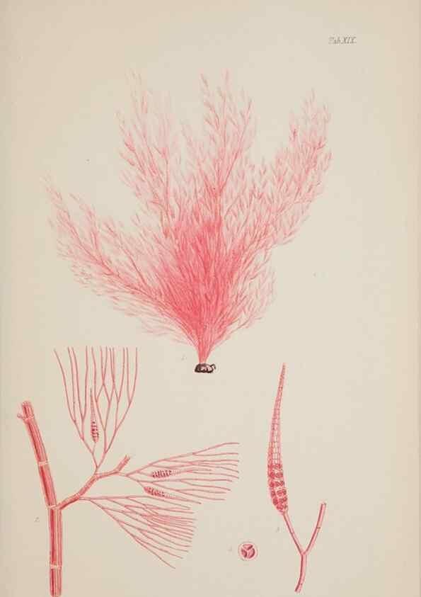Reproducción/Reproduction 17832003285: Nereis australis, or Algae of the southern ocean :. London :Reeve Brothers,1847-1849.