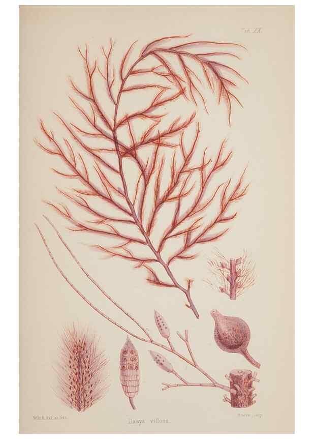 Reproducción/Reproduction 17832019575: Nereis australis, or Algae of the southern ocean :. London :Reeve Brothers,1847-1849.