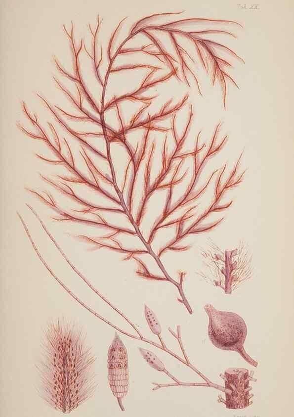 Reproducción/Reproduction 17832019575: Nereis australis, or Algae of the southern ocean :. London :Reeve Brothers,1847-1849.