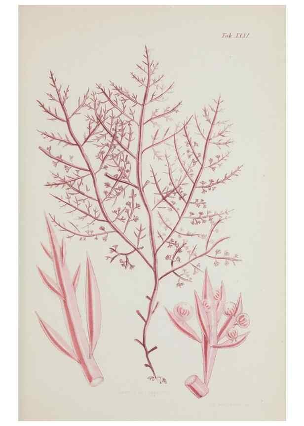 Reproducción/Reproduction 17805870126: Nereis australis, or Algae of the southern ocean :. London :Reeve Brothers,1847-1849.