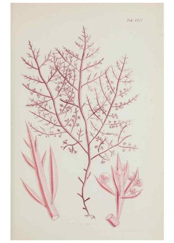Reproducción/Reproduction 17805870126: Nereis australis, or Algae of the southern ocean :. London :Reeve Brothers,1847-1849.