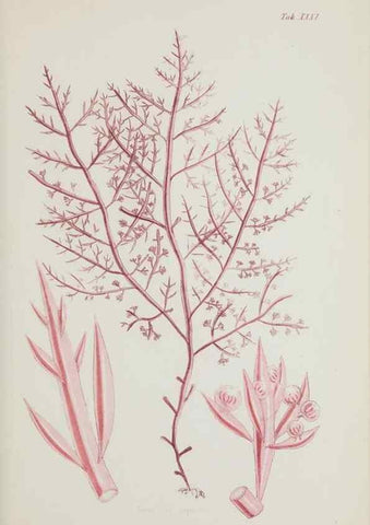 Reproducción/Reproduction 17805870126: Nereis australis, or Algae of the southern ocean :. London :Reeve Brothers,1847-1849.