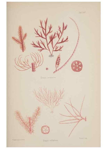 Reproducción/Reproduction 17645773449: Nereis australis, or Algae of the southern ocean :. London :Reeve Brothers,1847-1849.