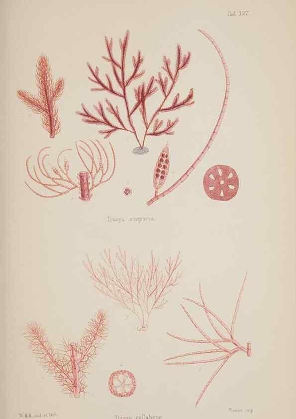 Reproducción/Reproduction 17645773449: Nereis australis, or Algae of the southern ocean :. London :Reeve Brothers,1847-1849.