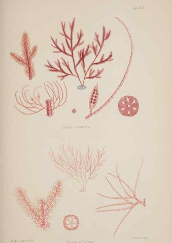 Reproducción/Reproduction 17645773449: Nereis australis, or Algae of the southern ocean :. London :Reeve Brothers,1847-1849.