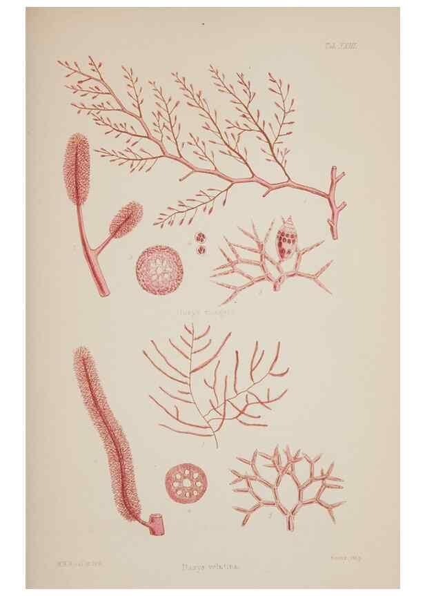 Reproducción/Reproduction 17832064105: Nereis australis, or Algae of the southern ocean :. London :Reeve Brothers,1847-1849.