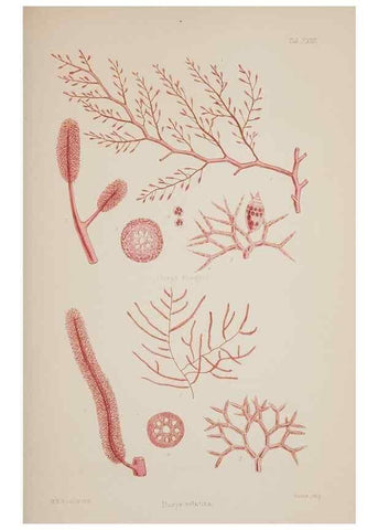 Reproducción/Reproduction 17832064105: Nereis australis, or Algae of the southern ocean :. London :Reeve Brothers,1847-1849.