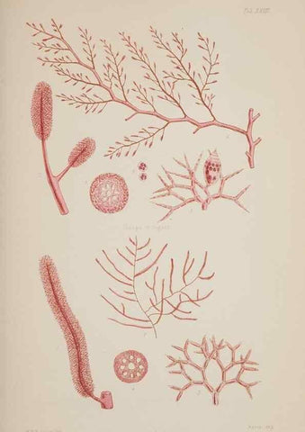 Reproducción/Reproduction 17832064105: Nereis australis, or Algae of the southern ocean :. London :Reeve Brothers,1847-1849.