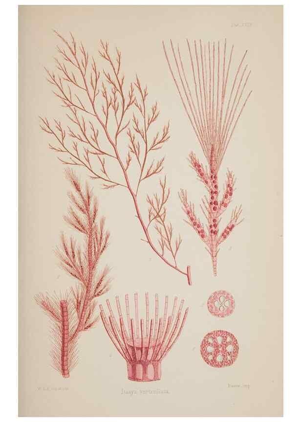 Reproducción/Reproduction 17644274468: Nereis australis, or Algae of the southern ocean :. London :Reeve Brothers,1847-1849.