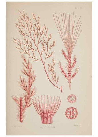 Reproducción/Reproduction 17644274468: Nereis australis, or Algae of the southern ocean :. London :Reeve Brothers,1847-1849.