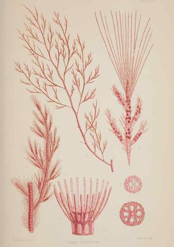 Reproducción/Reproduction 17644274468: Nereis australis, or Algae of the southern ocean :. London :Reeve Brothers,1847-1849.