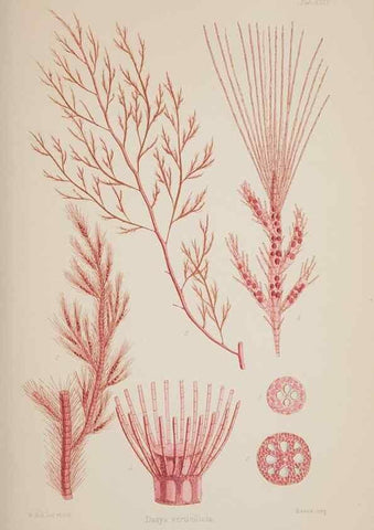 Reproducción/Reproduction 17644274468: Nereis australis, or Algae of the southern ocean :. London :Reeve Brothers,1847-1849.