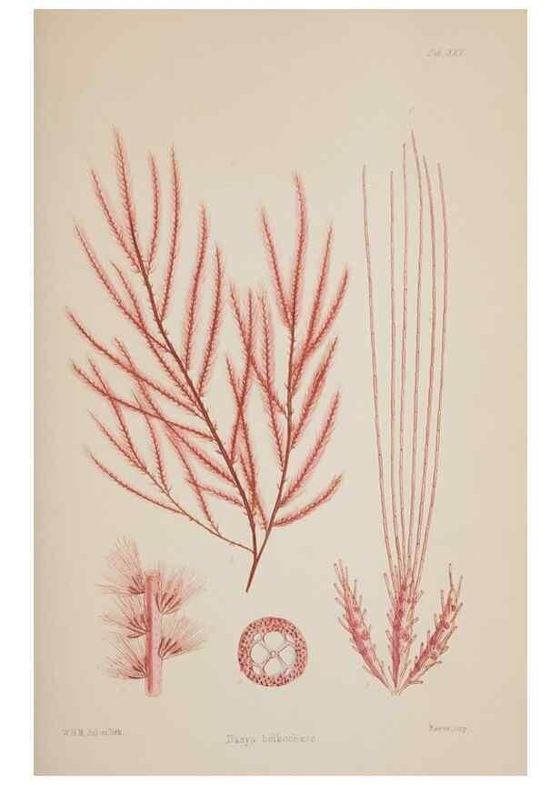 Reproducción/Reproduction 17644547790: Nereis australis, or Algae of the southern ocean :. London :Reeve Brothers,1847-1849.