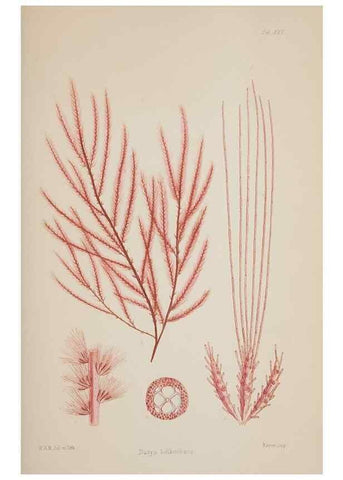 Reproducción/Reproduction 17644547790: Nereis australis, or Algae of the southern ocean :. London :Reeve Brothers,1847-1849.