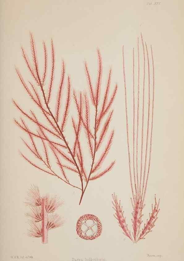Reproducción/Reproduction 17644547790: Nereis australis, or Algae of the southern ocean :. London :Reeve Brothers,1847-1849.