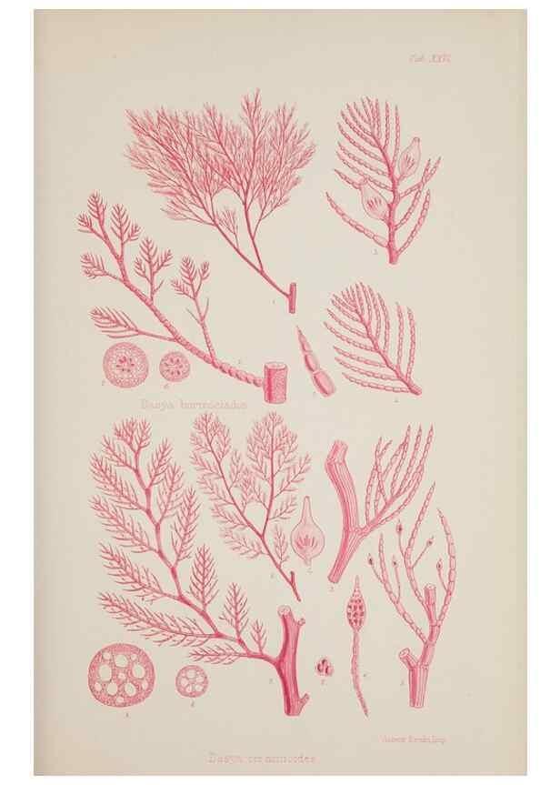 Reproducción/Reproduction 17644562850: Nereis australis, or Algae of the southern ocean :. London :Reeve Brothers,1847-1849.