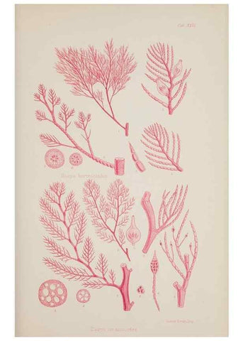 Reproducción/Reproduction 17644562850: Nereis australis, or Algae of the southern ocean :. London :Reeve Brothers,1847-1849.