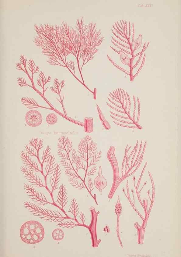 Reproducción/Reproduction 17644562850: Nereis australis, or Algae of the southern ocean :. London :Reeve Brothers,1847-1849.