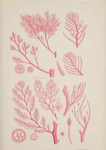 Reproducción/Reproduction 17644562850: Nereis australis, or Algae of the southern ocean :. London :Reeve Brothers,1847-1849.