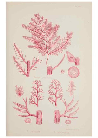 Reproducción/Reproduction 17832122535: Nereis australis, or Algae of the southern ocean :. London :Reeve Brothers,1847-1849.