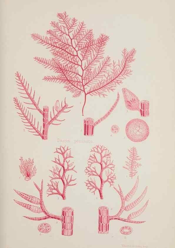 Reproducción/Reproduction 17832122535: Nereis australis, or Algae of the southern ocean :. London :Reeve Brothers,1847-1849.