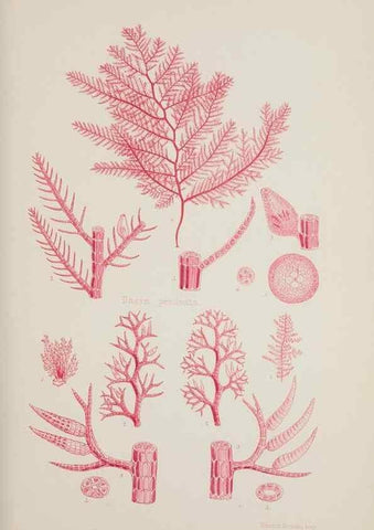 Reproducción/Reproduction 17832122535: Nereis australis, or Algae of the southern ocean :. London :Reeve Brothers,1847-1849.