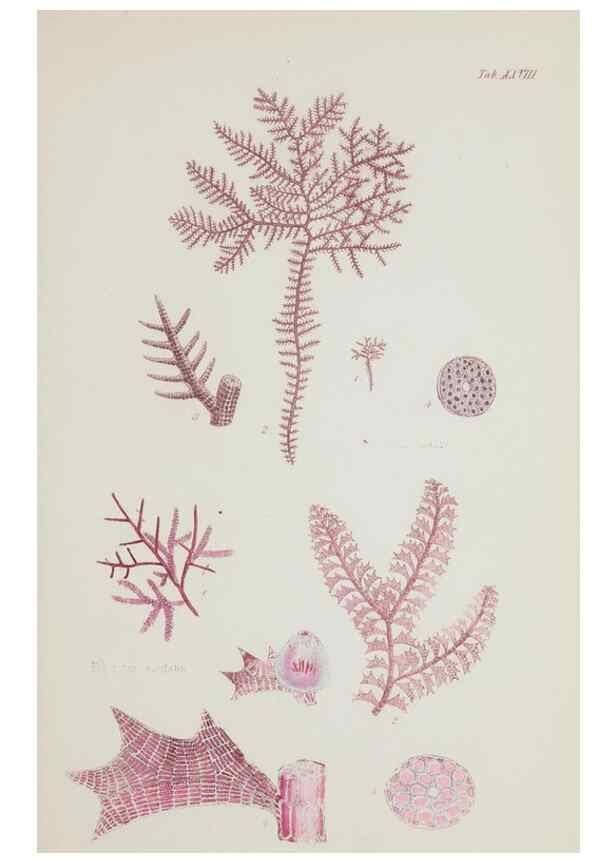 Reproducción/Reproduction 17644328838: Nereis australis, or Algae of the southern ocean :. London :Reeve Brothers,1847-1849.