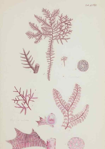 Reproducción/Reproduction 17644328838: Nereis australis, or Algae of the southern ocean :. London :Reeve Brothers,1847-1849.