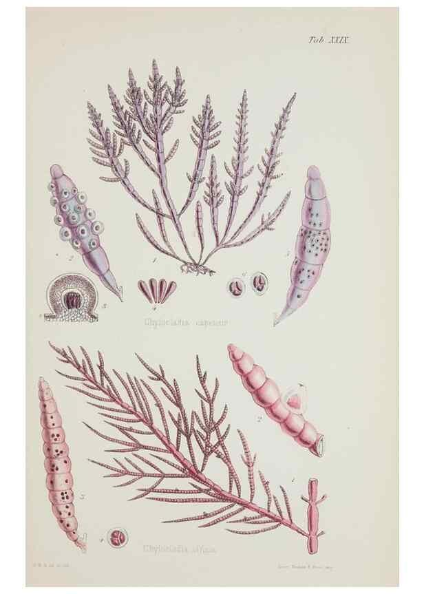 Reproducción/Reproduction 17829318382: Nereis australis, or Algae of the southern ocean :. London :Reeve Brothers,1847-1849.