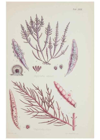 Reproducción/Reproduction 17829318382: Nereis australis, or Algae of the southern ocean :. London :Reeve Brothers,1847-1849.