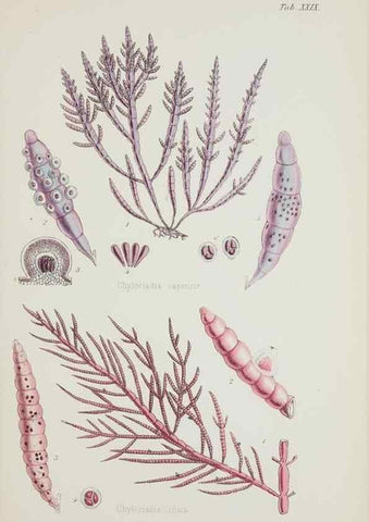 Reproducción/Reproduction 17829318382: Nereis australis, or Algae of the southern ocean :. London :Reeve Brothers,1847-1849.