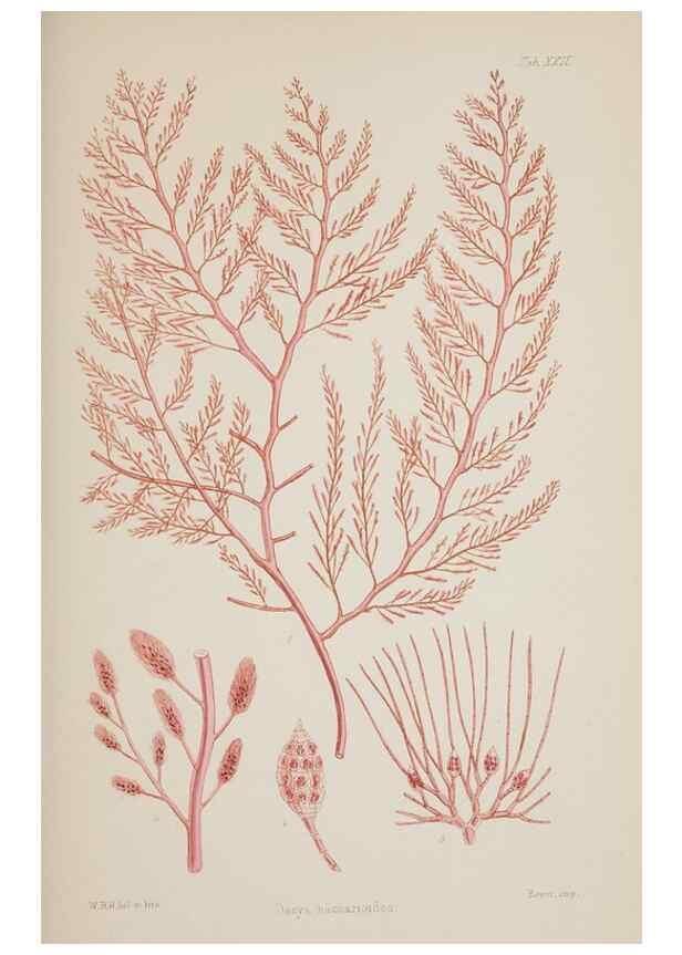 Reproducción/Reproduction 17644242368: Nereis australis, or Algae of the southern ocean :. London :Reeve Brothers,1847-1849.