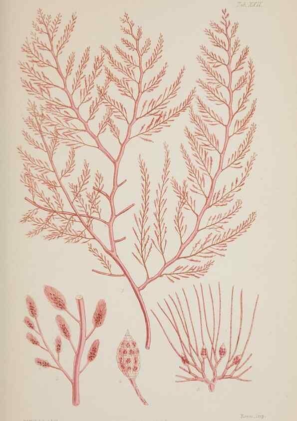 Reproducción/Reproduction 17644242368: Nereis australis, or Algae of the southern ocean :. London :Reeve Brothers,1847-1849.