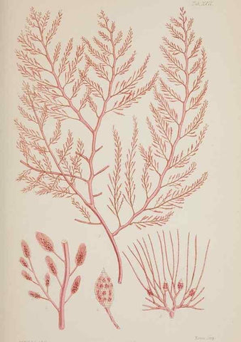 Reproducción/Reproduction 17644242368: Nereis australis, or Algae of the southern ocean :. London :Reeve Brothers,1847-1849.