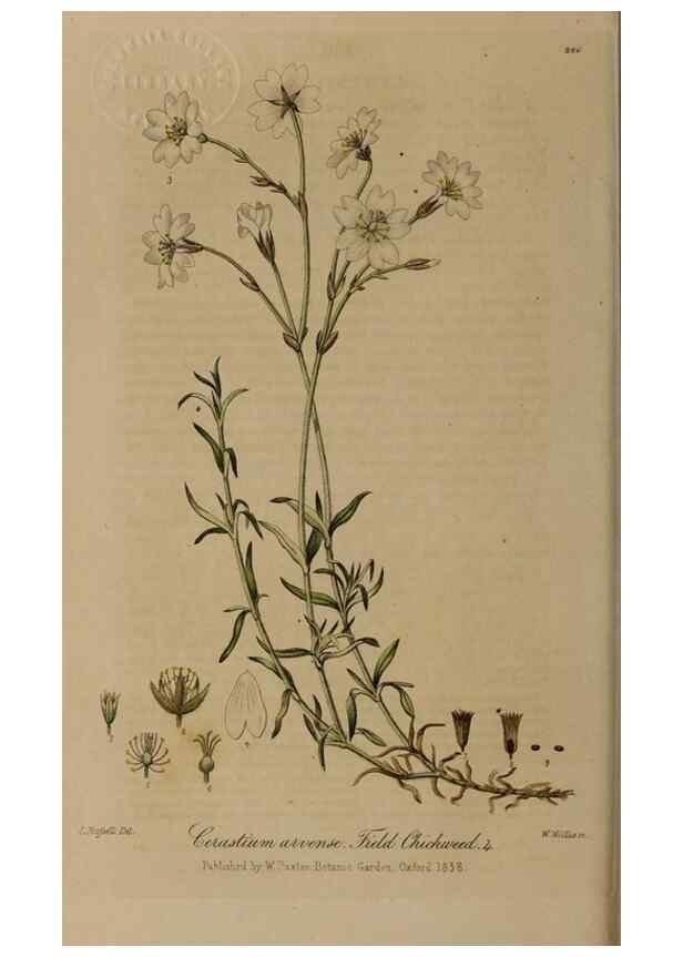 Reproducción/Reproduction 28949303271: British phaenogamous botany,. Oxford,Published by the author, sold by J.H. Parker [etc.]1834-43.