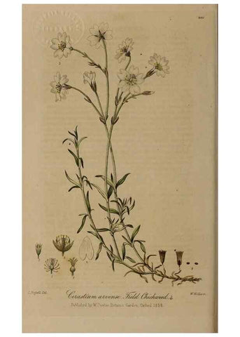 Reproducción/Reproduction 28949303271: British phaenogamous botany,. Oxford,Published by the author, sold by J.H. Parker [etc.]1834-43.