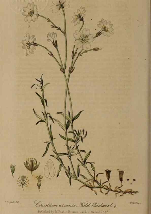 Reproducción/Reproduction 28949303271: British phaenogamous botany,. Oxford,Published by the author, sold by J.H. Parker [etc.]1834-43.
