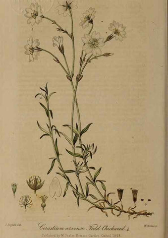 Reproducción/Reproduction 28949303271: British phaenogamous botany,. Oxford,Published by the author, sold by J.H. Parker [etc.]1834-43.